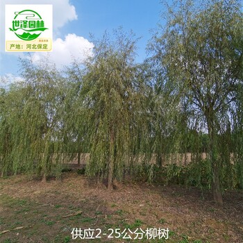 20公分柳树苗圃供应