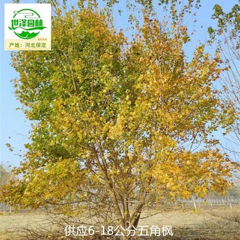 江西九江五角楓苗木供應(yīng)