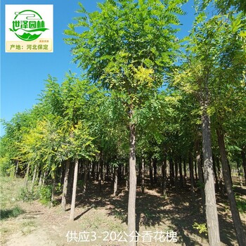 22公分香花槐苗木報(bào)價(jià)