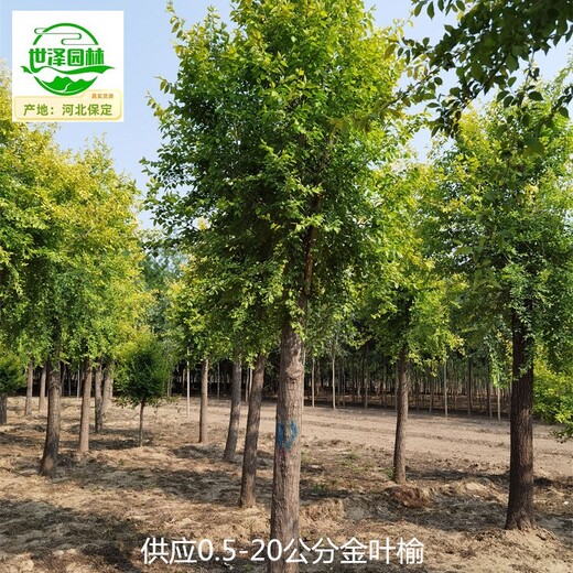 4公分金葉榆基地出售,黃葉榆樹