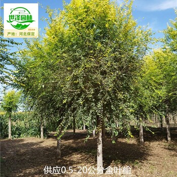 14公分金葉榆產地,黃葉榆樹