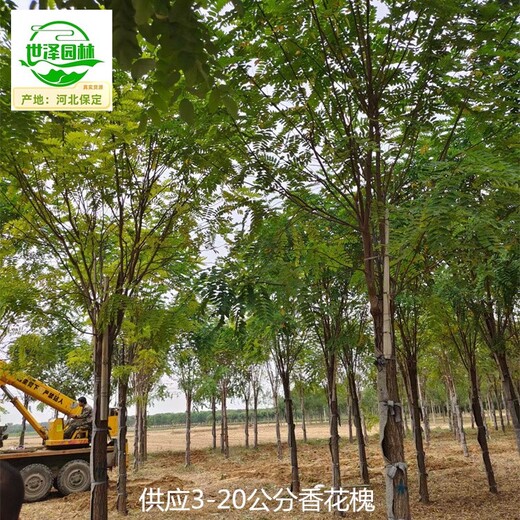 20公分香花槐苗圃基地