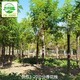9公分香花槐圖