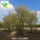 重慶潼南柳樹苗木,垂柳樹