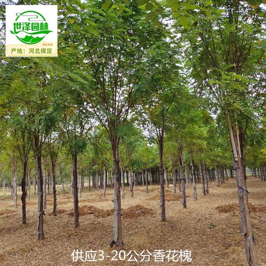 內(nèi)蒙古錫林郭勒盟香花槐市場售價,紅花槐紫花槐