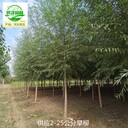 陜西寶雞旱柳,速生柳