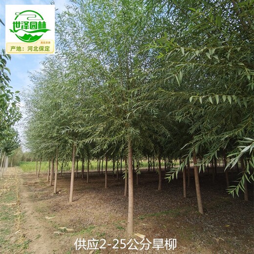 25公分旱柳苗木出售,竹柳