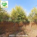 15公分金葉榆報(bào)價(jià),美人榆