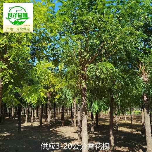 青海海西香花槐基地出售