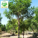12公分香花槐苗圃供應(yīng),紅花槐