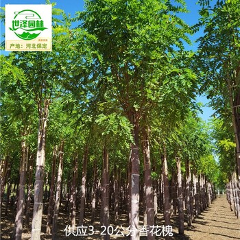 6公分香花槐苗木報價(jià)