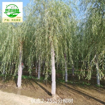 17公分柳樹(shù)苗木供應,青皮垂柳