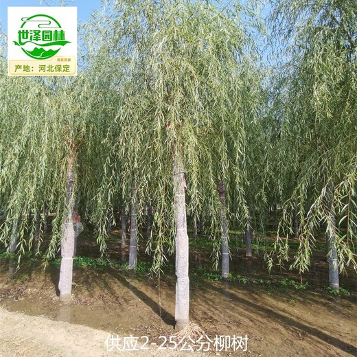 新疆昌吉13公分柳樹產(chǎn)地出售