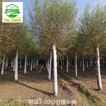 10公分饅頭柳批發(fā)商