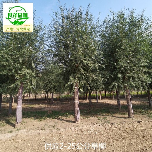 西藏阿里旱柳苗圃批發(fā)