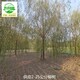柳樹苗圃供應圖