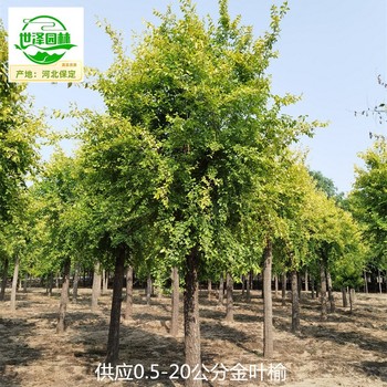 5公分金葉榆廠家出售
