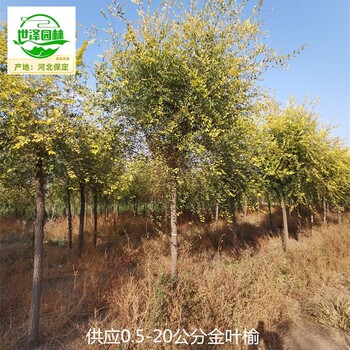 8公分金葉榆苗木供應(yīng)