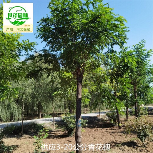 14公分香花槐基地價(jià)格,紅花槐紫花槐