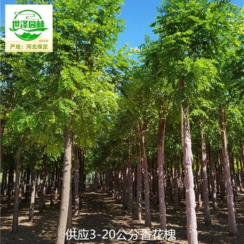 6公分香花槐苗木報價(jià)