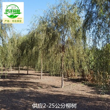 13公分柳樹(shù)市場(chǎng)售價(jià)