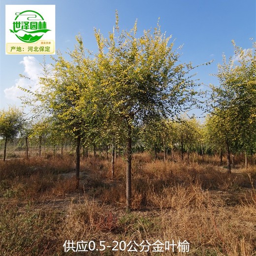 25公分金葉榆樹苗價(jià)格,美人榆