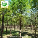 13公分香花槐苗圃供應(yīng),紫花槐