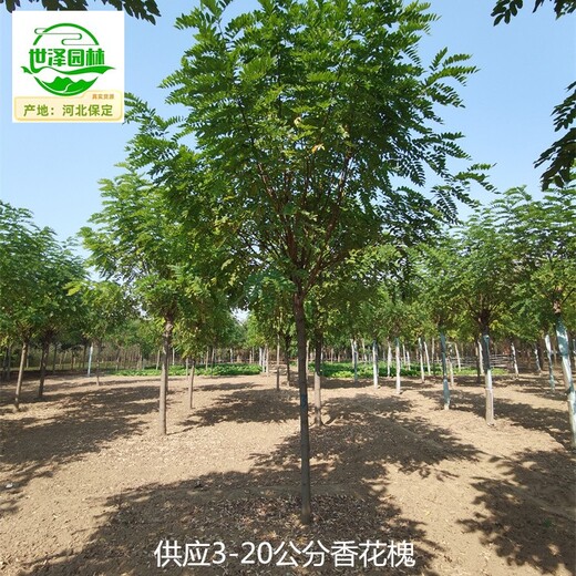 18公分香花槐樹(shù)苗出售,紅花槐紫花槐