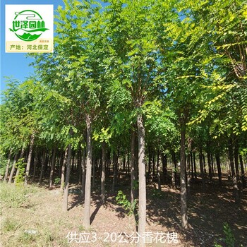 內(nèi)蒙古阿拉善盟香花槐產(chǎn)地,紅花刺槐