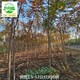 山西五臺縣火炬樹產地出售產品圖