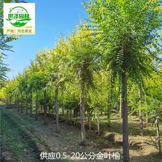 10公分金葉榆樹出售,美人榆