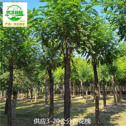 貴州黔西南香花槐苗木出售,紅花刺槐樹(shù)