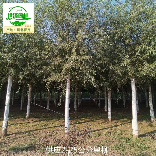 貴州銅仁旱柳苗圃價格