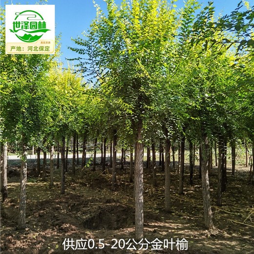 遼寧大連金葉榆樹