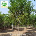 江西撫州香花槐廠家報價