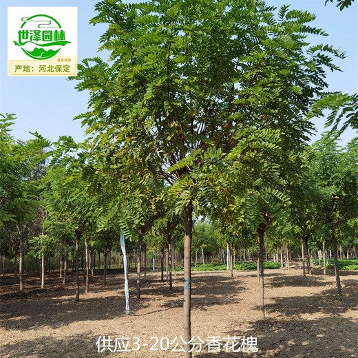 12公分香花槐树出售,枝多叶密