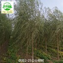 內(nèi)蒙古鄂爾多斯柳樹苗圃