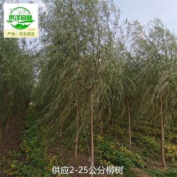 4公分柳树苗圃批发,垂柳