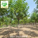 22公分香花槐苗木