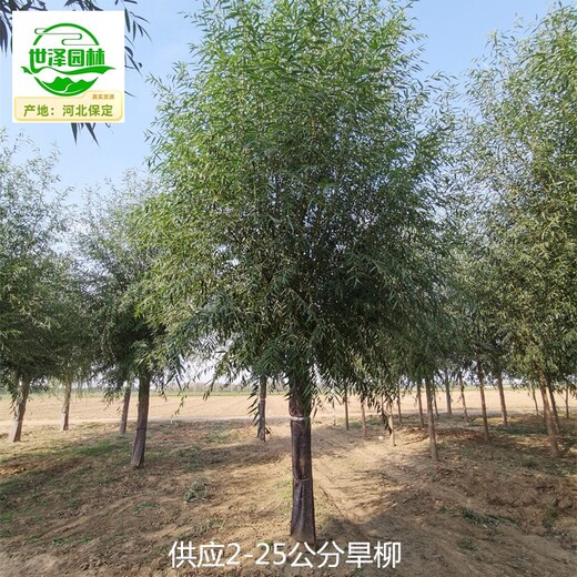 重慶云陽旱柳,直柳