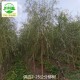 重庆涪陵柳树产地报价,垂柳树产品图