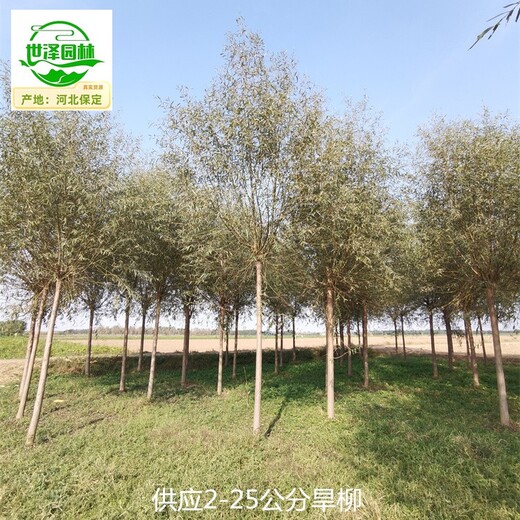 2公分旱柳價(jià)格,柳樹