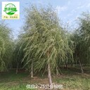 湖南益陽17公分柳樹產(chǎn)地供應(yīng)