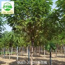 重慶武隆香花槐樹(shù)苗