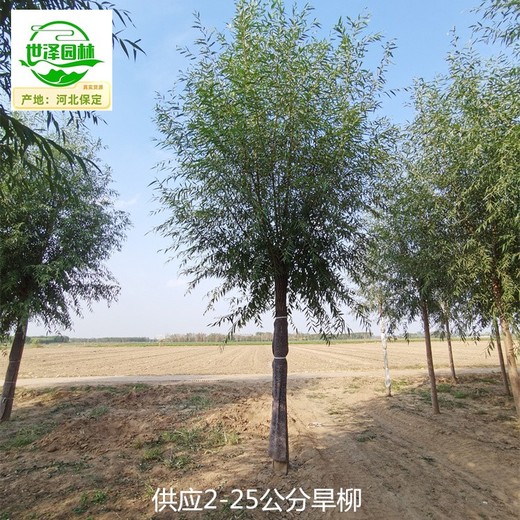 陜西咸陽旱柳樹,柳樹
