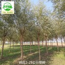16公分旱柳供應,速生柳
