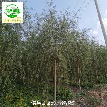 10公分柳樹苗圃基地,垂柳