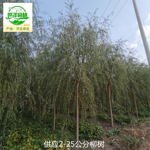 上海杨浦柳树产地出售,垂柳树