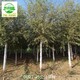 新疆阿拉爾旱柳,柳樹產品圖