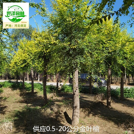 重慶江北金葉榆基地批發(fā)